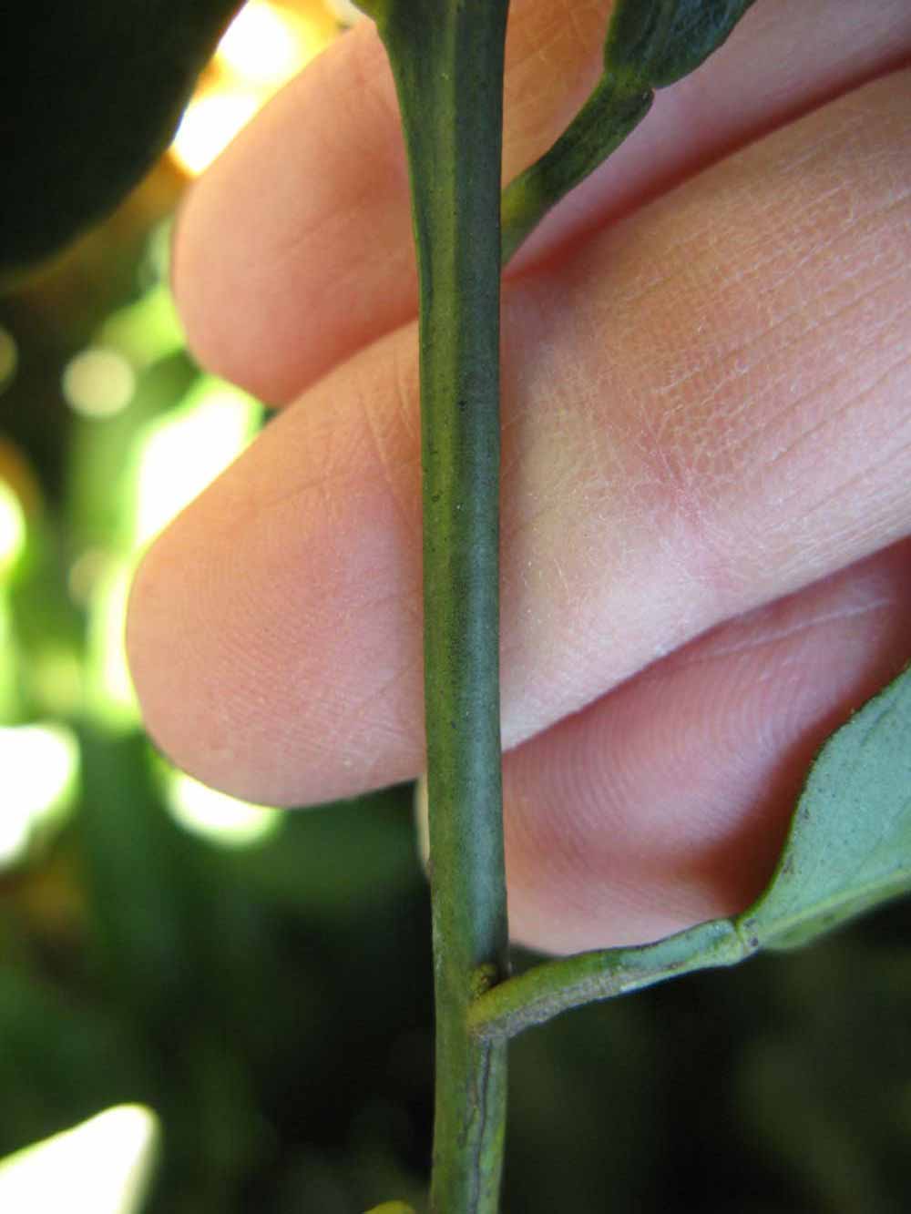              First year twig (Winter Haven, FL)       